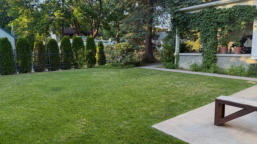 Back Yard
