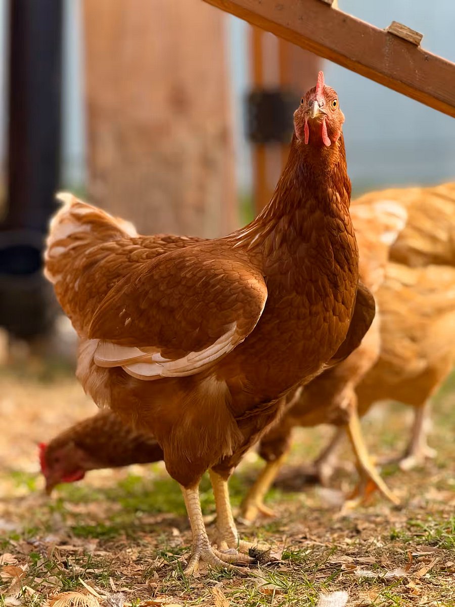 We have chickens! This is Hennifer, she keeps an ever watchful eye on the coop, as shown here.
Don't worry, there are no roosters here so no early morning wake ups, but you may hear the chickens clucking from time to time as they go about their day.