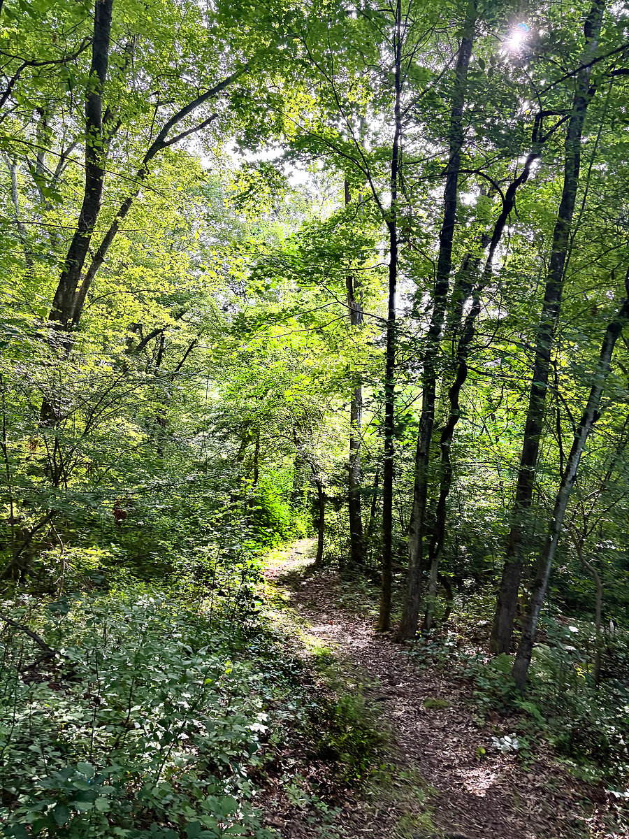 Backyard path to conservation land