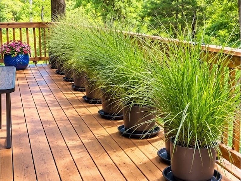 Deck greenery.