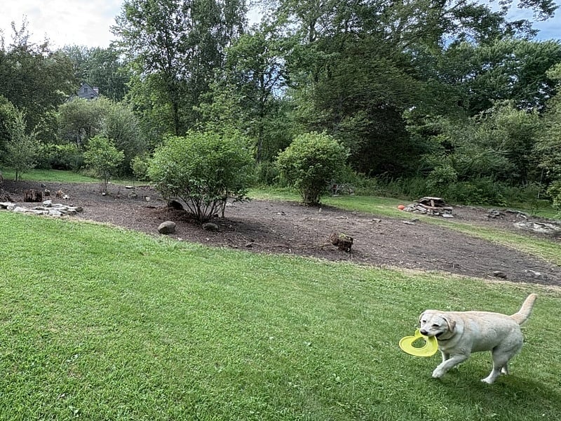 Over 2.5 acres of backyard with gardens, woods, winding paths, and my dog, Ruby.