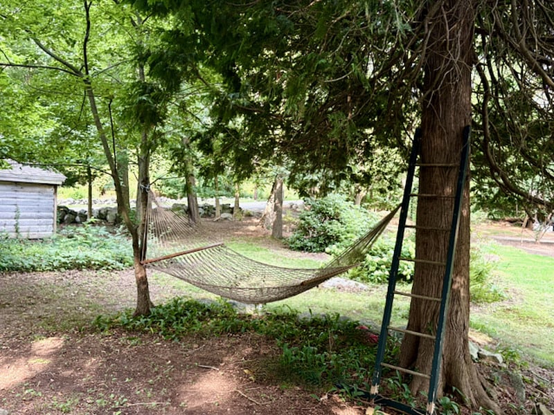 Shaded hammock under an aged cedar tree.