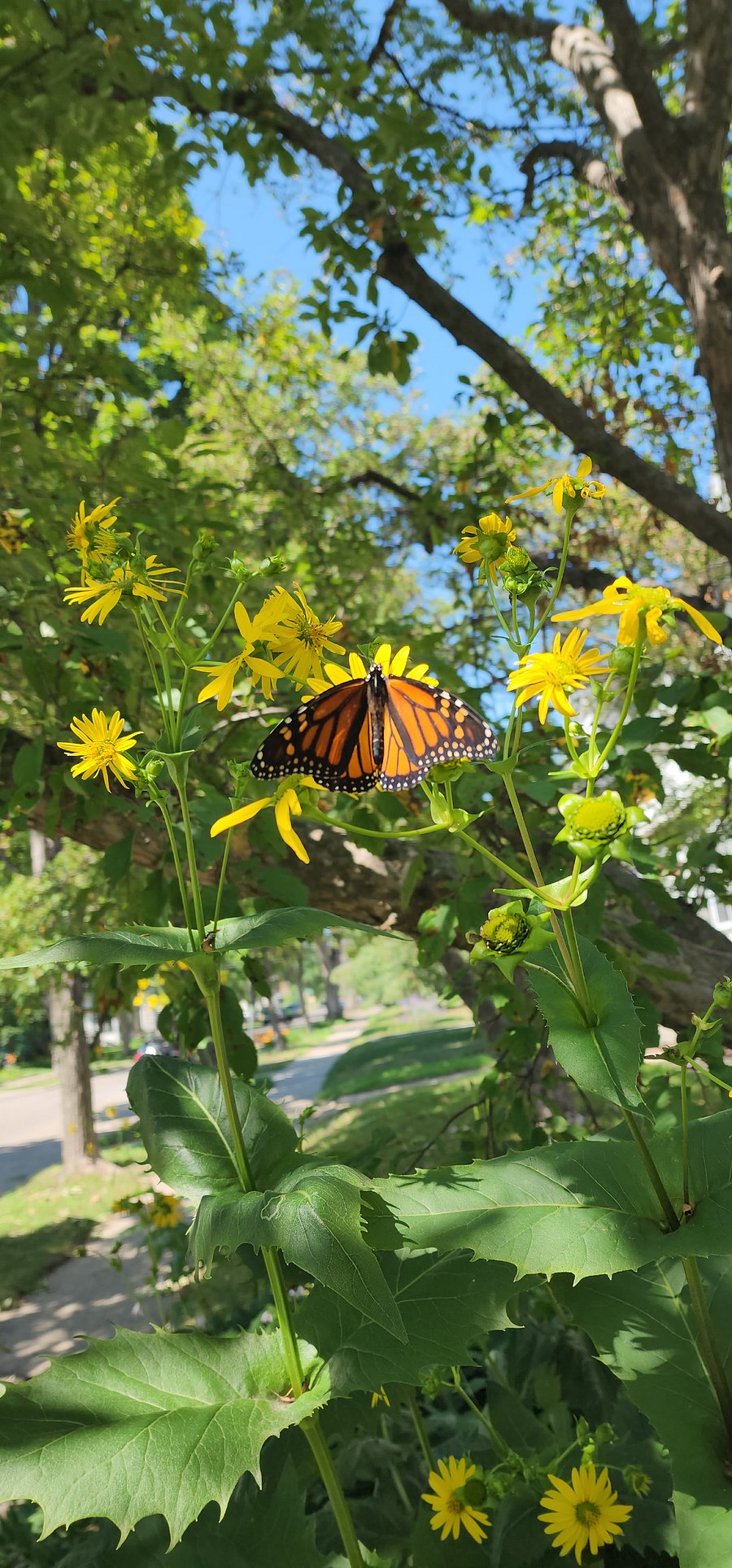 Native gardens around the home attract seasonal pollinators, bringing monarch butterflies, bees, and songbirds throughout the growing season.