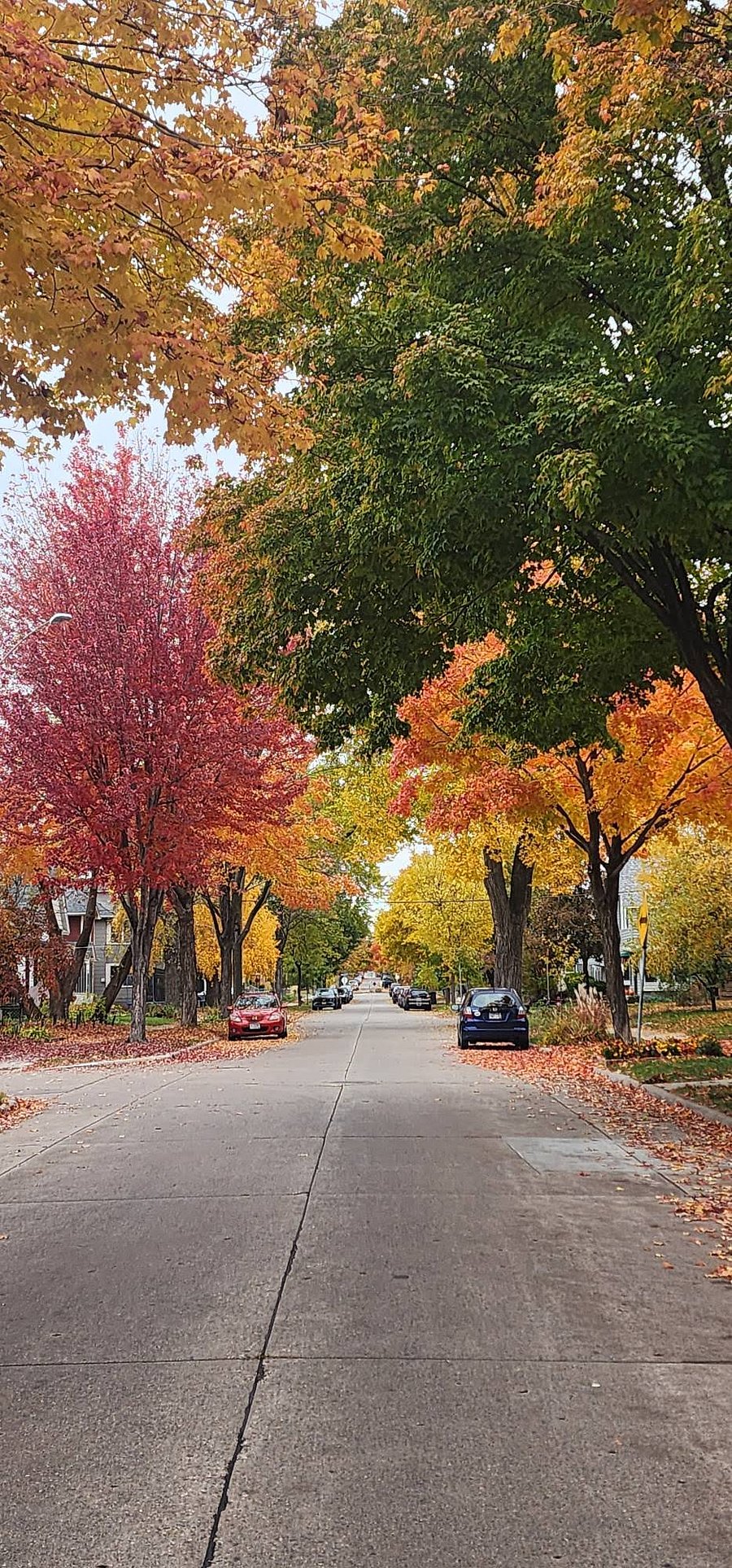 Tree-lined Northeast Minneapolis streets showcase beautiful fall color.