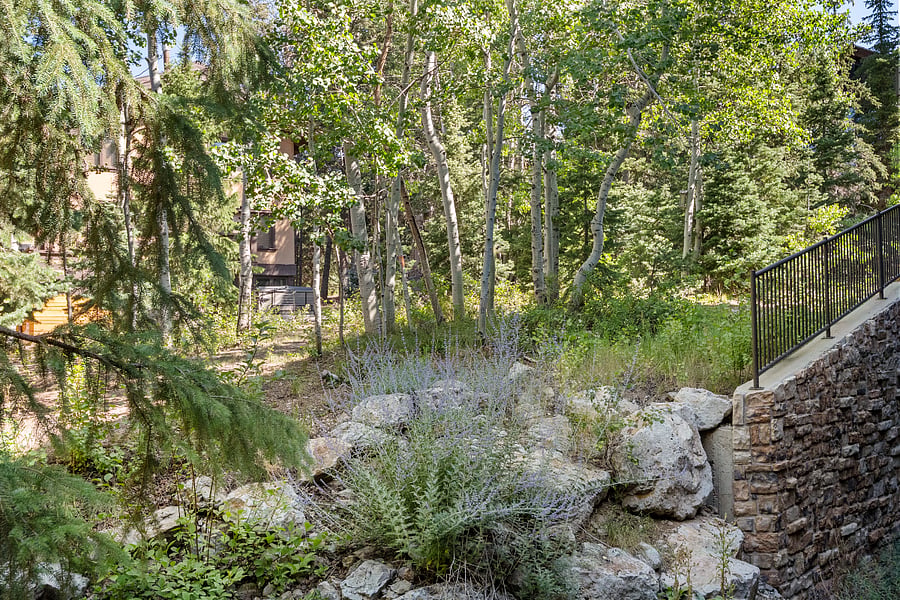 Wooded area behind Black Bear