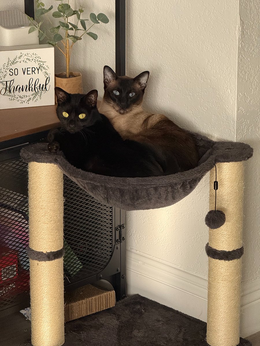 Here are the two pets in the home!