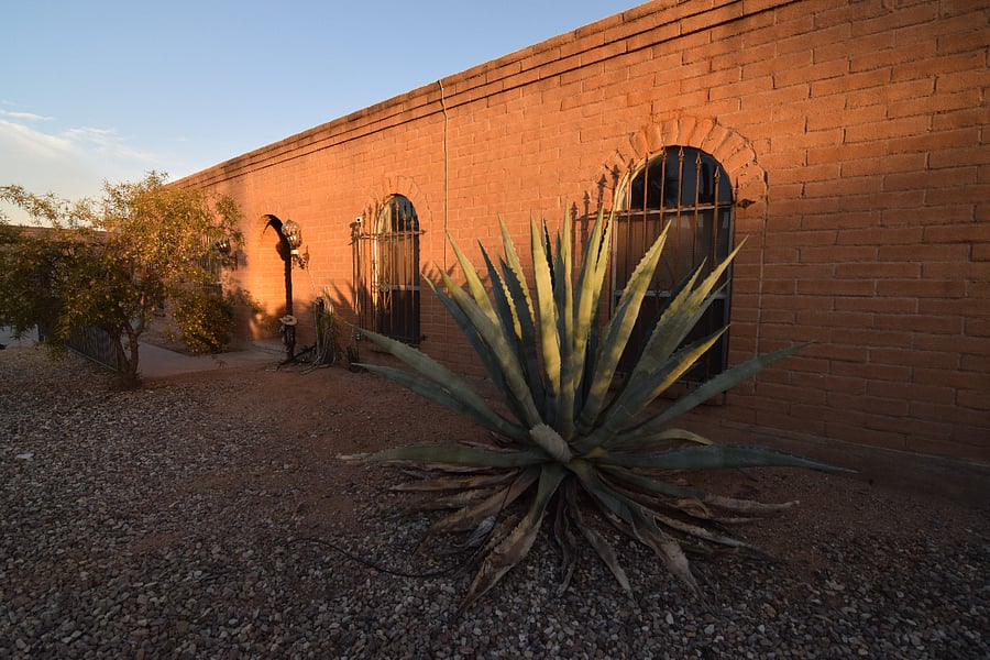 Beautiful Desert Landscaping with Native Agave and Cacti Surrounding the Property