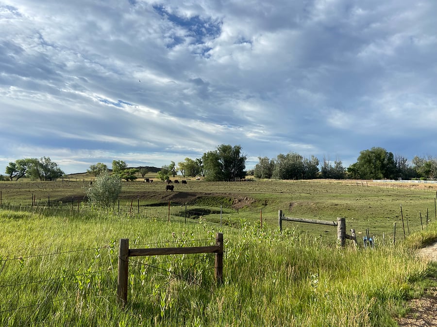 Views of the animals