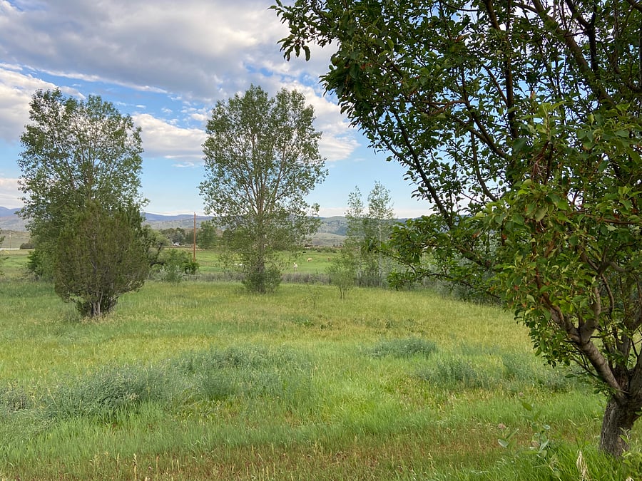 Views of the horses