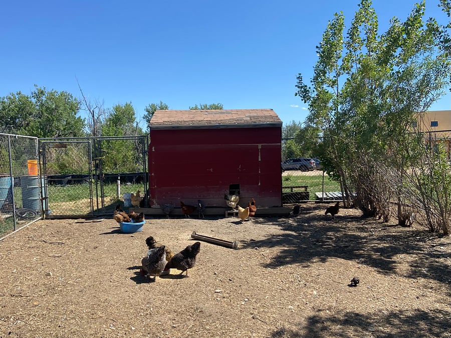 The chicken yard