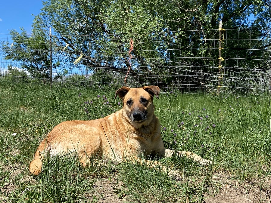 One of our hardworking outdoor farm dogs