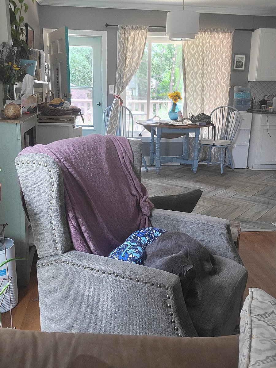 Echo the fat cat, relaxing in the living room.