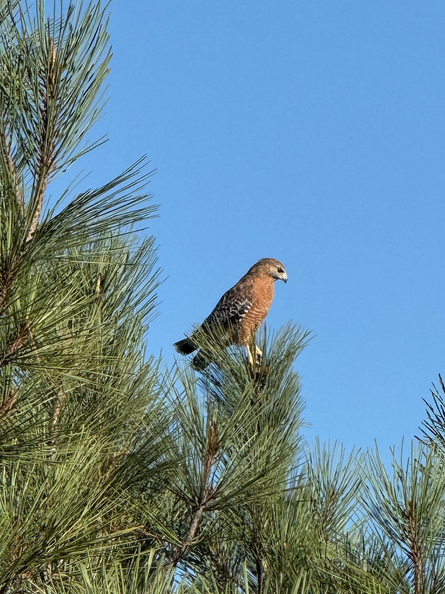 Some bird watching, just like our resident friend.