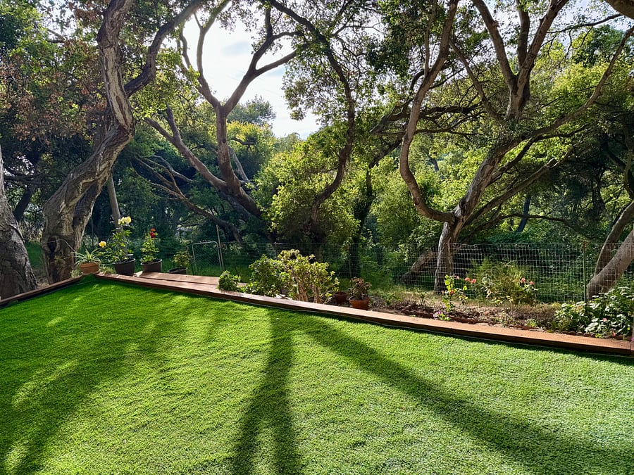 Back yard