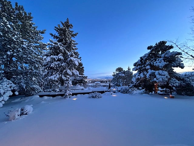 Backyard landscape lighting