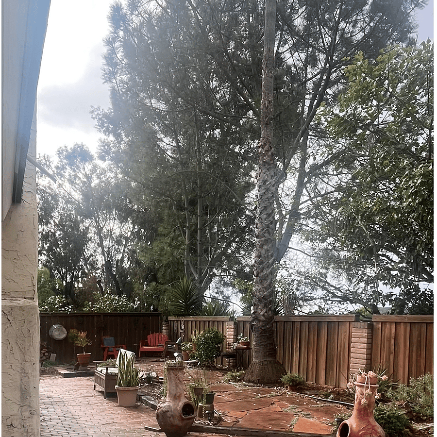 Back yard