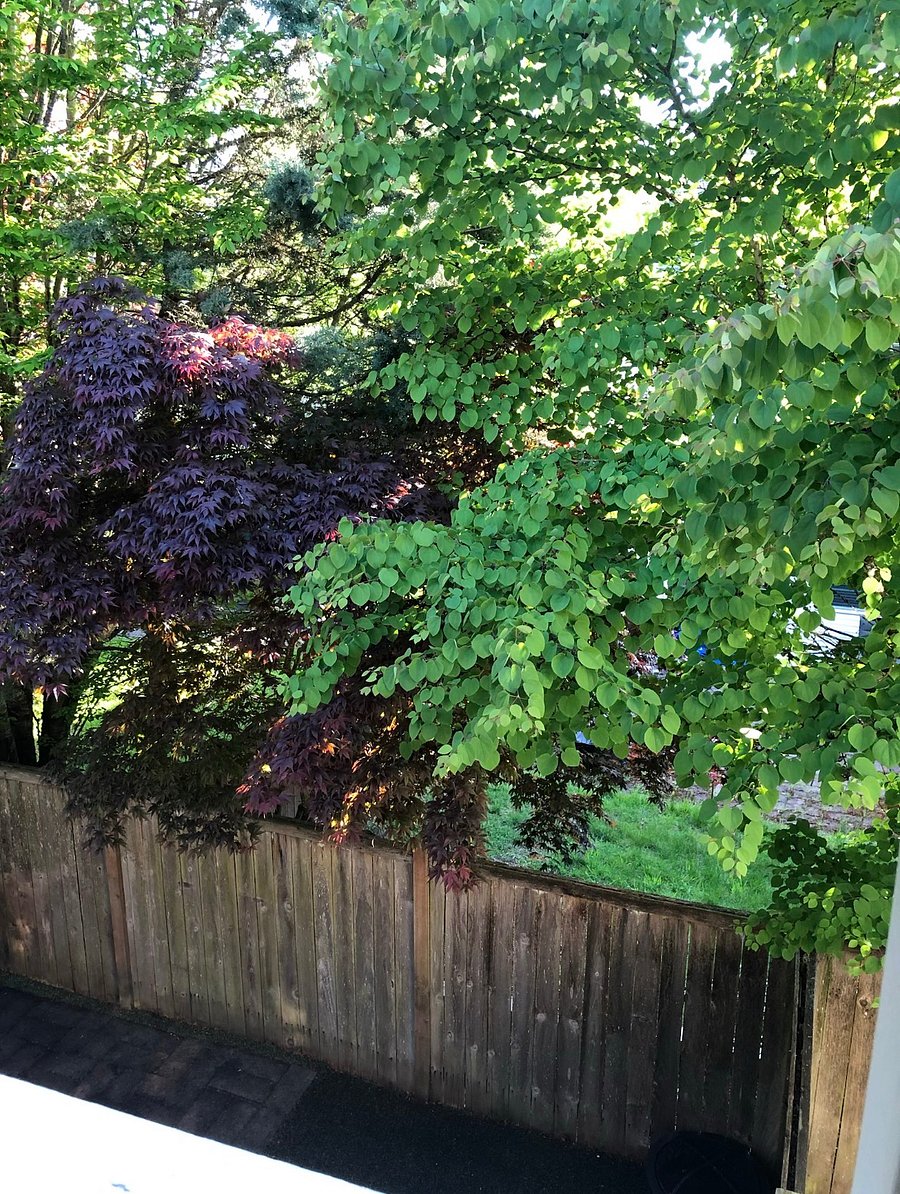 view from bedroom window
