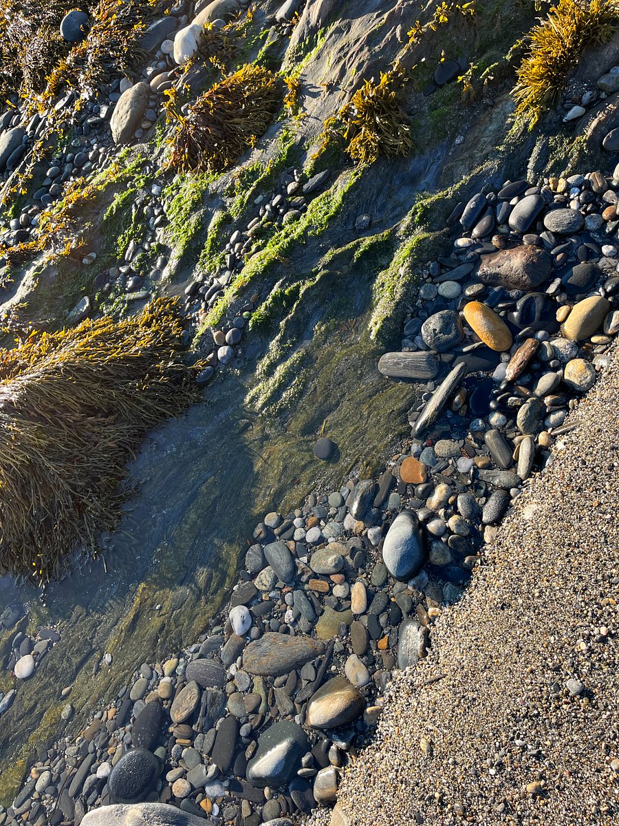 Tide Pools at Crescent Beach, 10 mins.