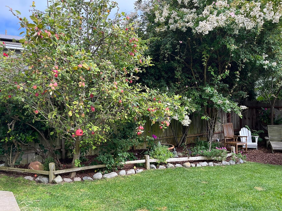 Apple tree