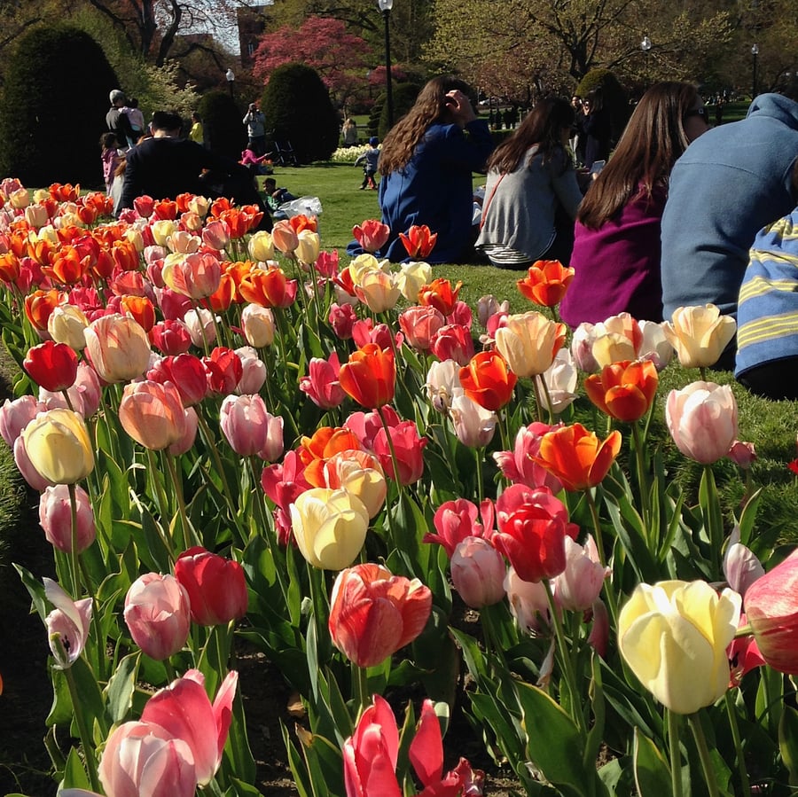 Public Garden is 1 1/2 blocks away
