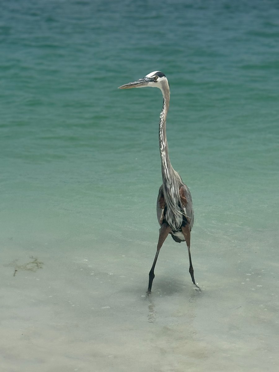 Meet one of St. Pete Beach's most graceful locals