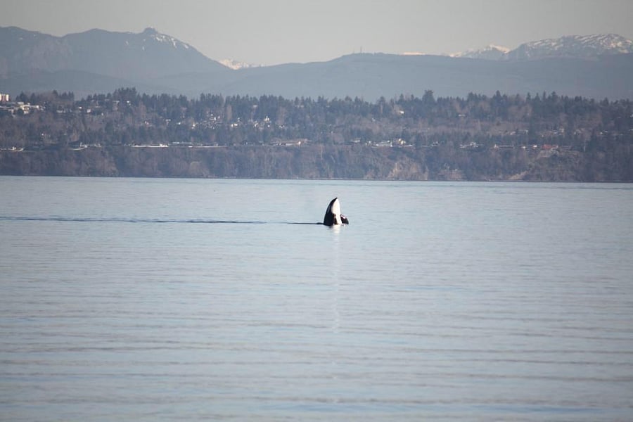 Sometimes the passing Orcas stop to say hello.   