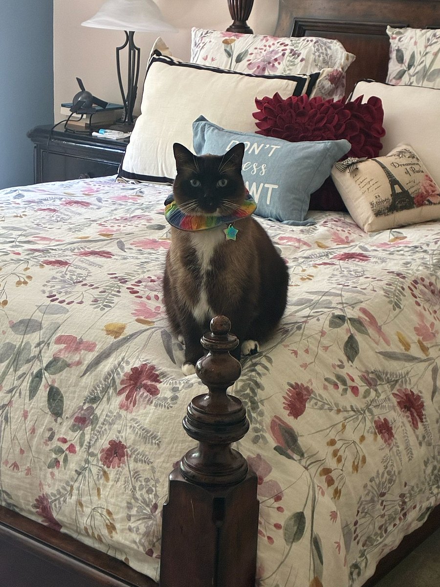 Lentil