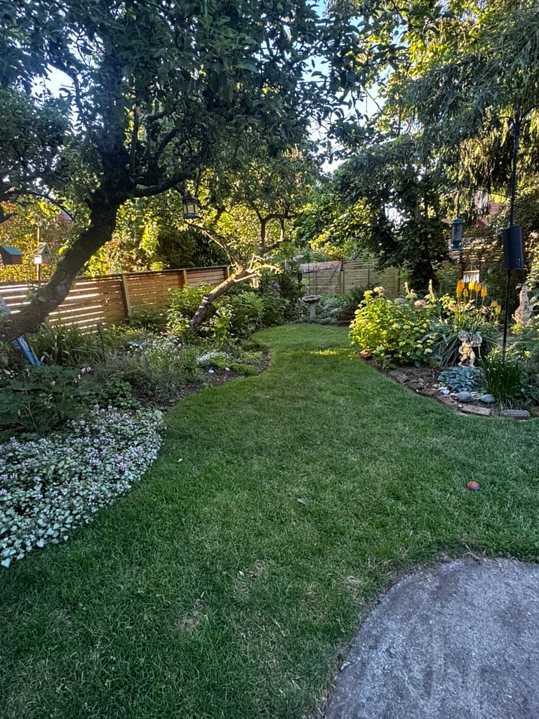 back yard