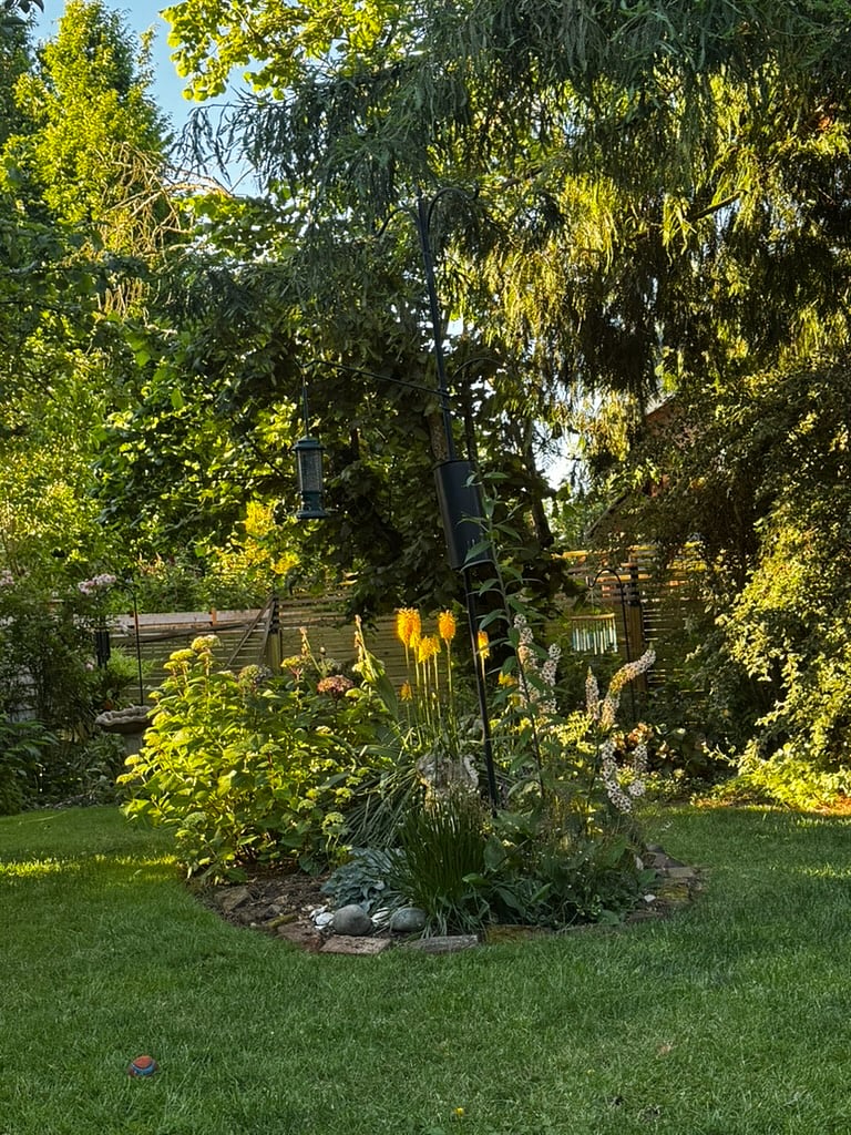 more back yard