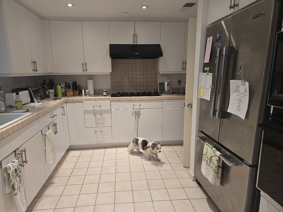Kitchen and dog Bonnie