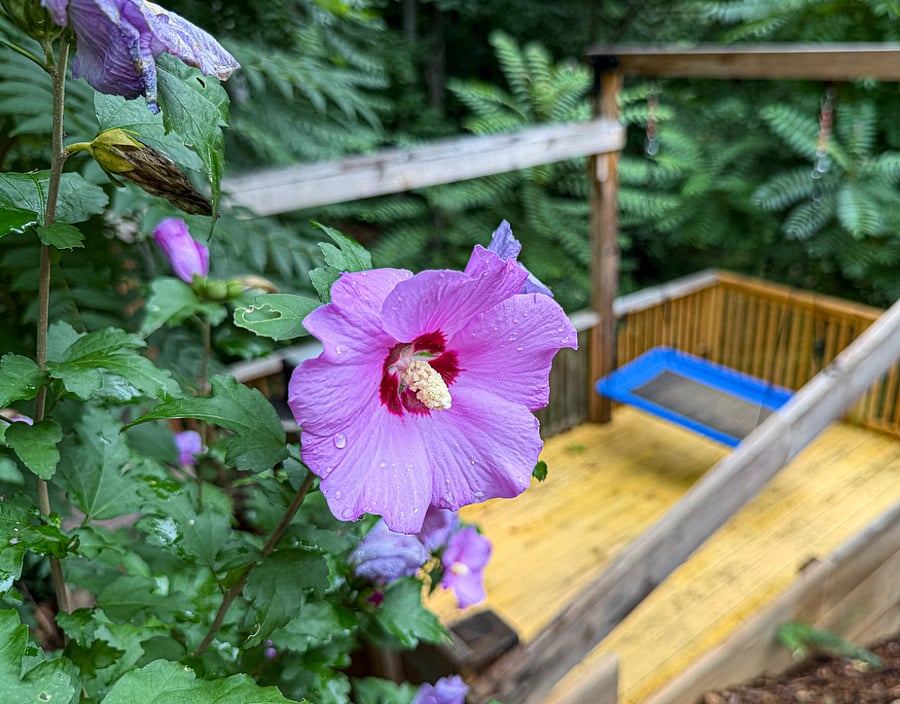 Flowers Above Swing Deck