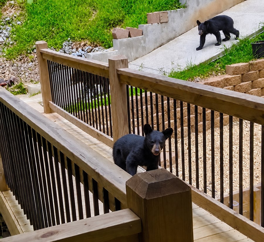 Bear Friends