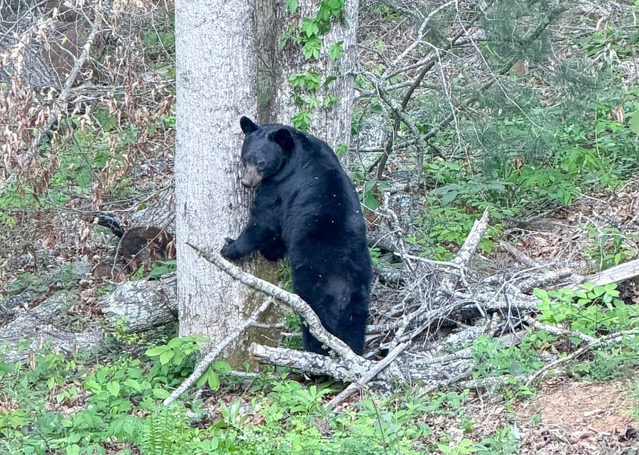Bear Visitor
