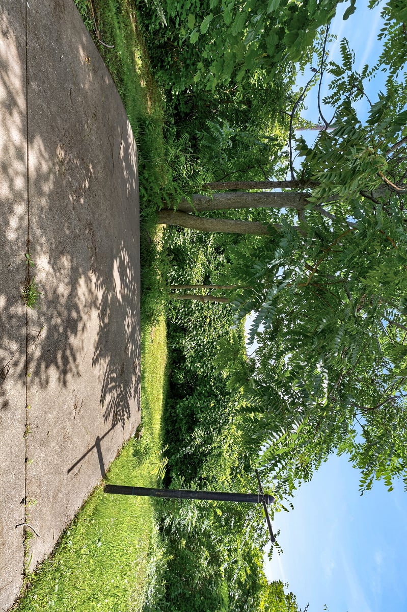 Back yard