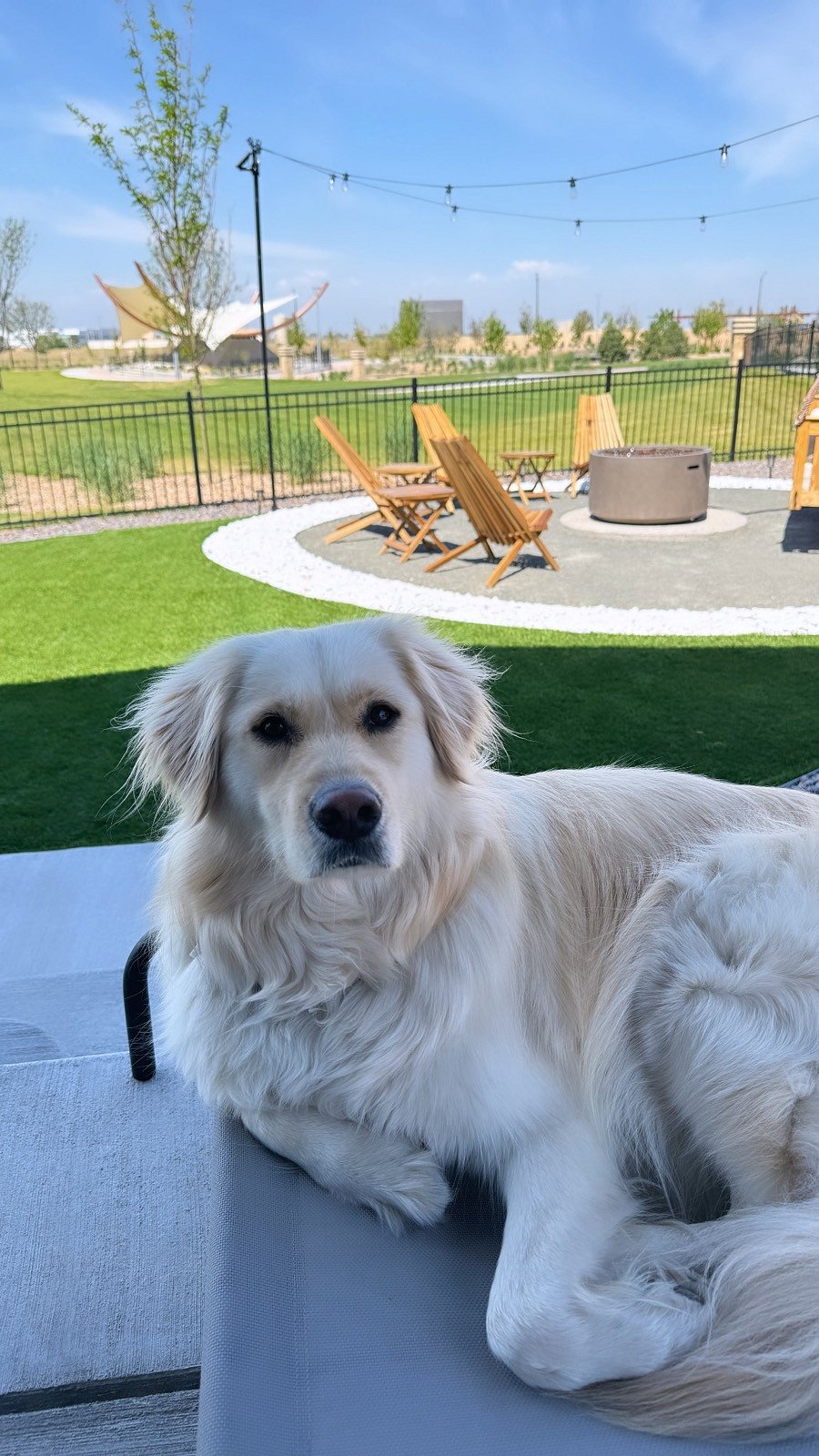 The very respectful dog that already lives here!