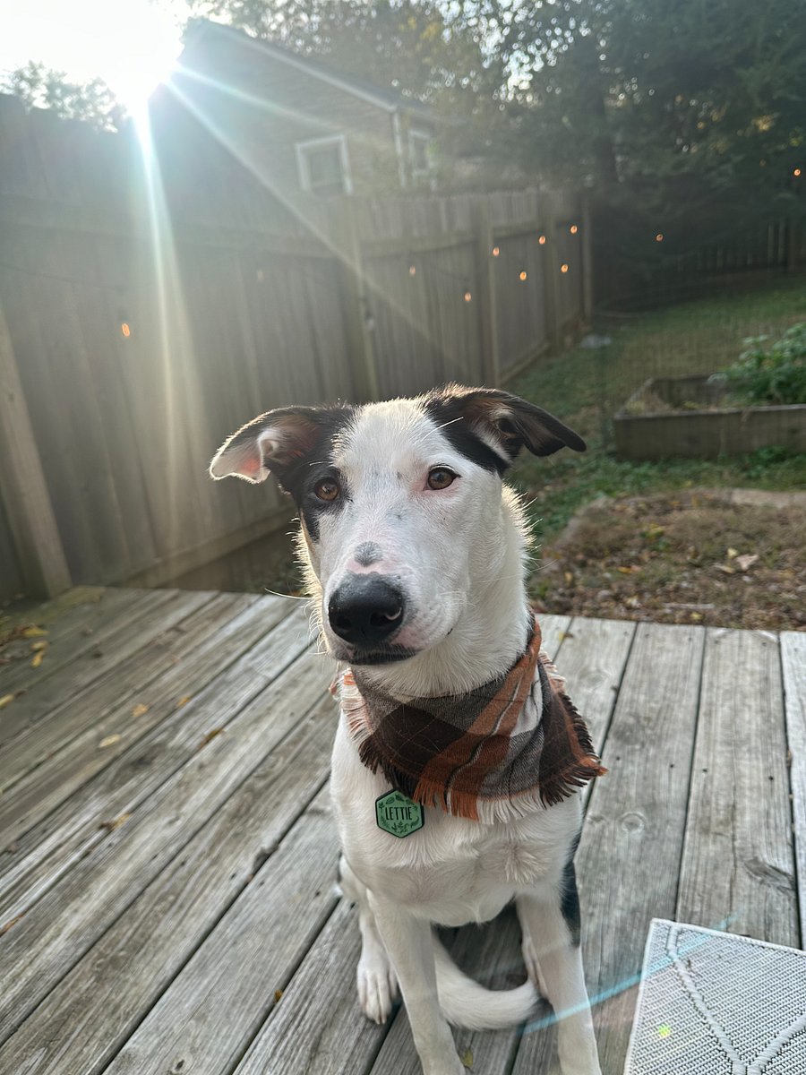 Lettie - Resident Pup!