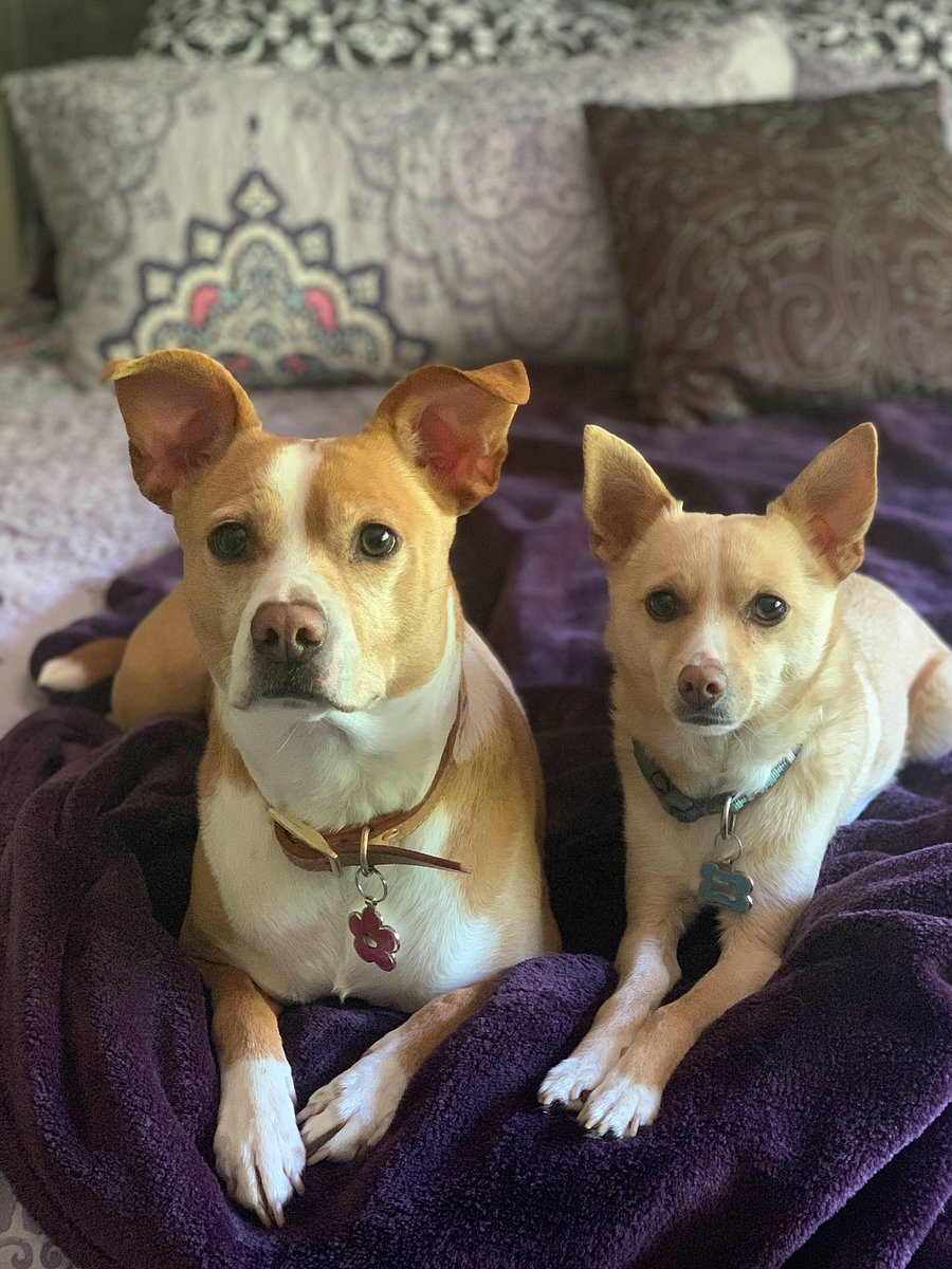 Sunshine & Z - no clue how I got them BOTH to sit still for this pic...