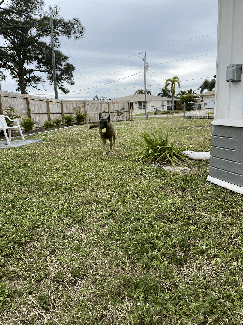 The yard is long so there is plenty of room for dogs to run! I added the chairs and table so I could have a full view of the yard while dog sitting. Those chairs are in the shade until the afternoon.