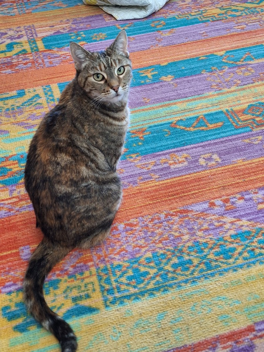 Carmi, my brindle coated cat. She's a shy sweetie girl!