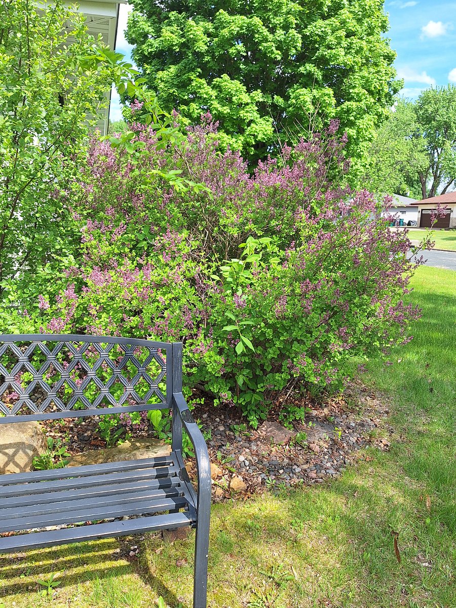 bench, lilacs and sunshine!