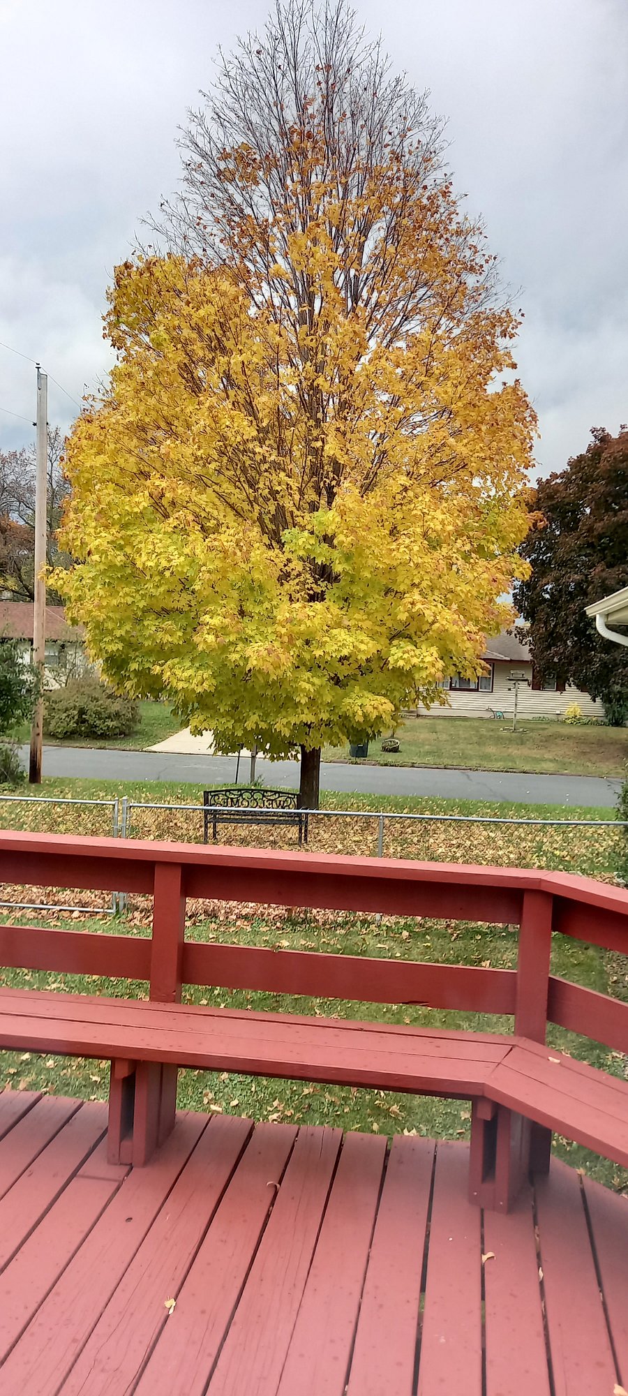 bench by Maple Tree