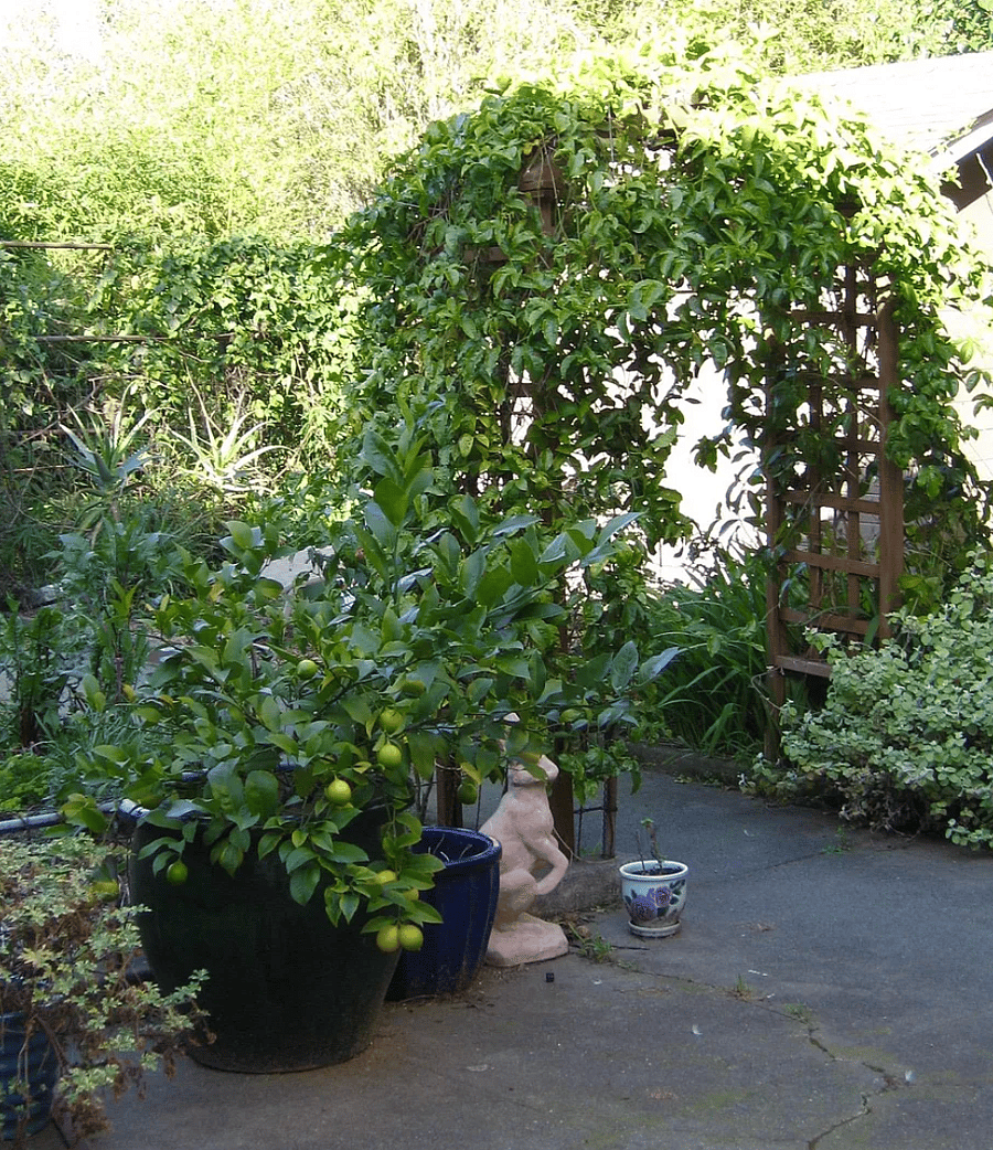 Back patio area