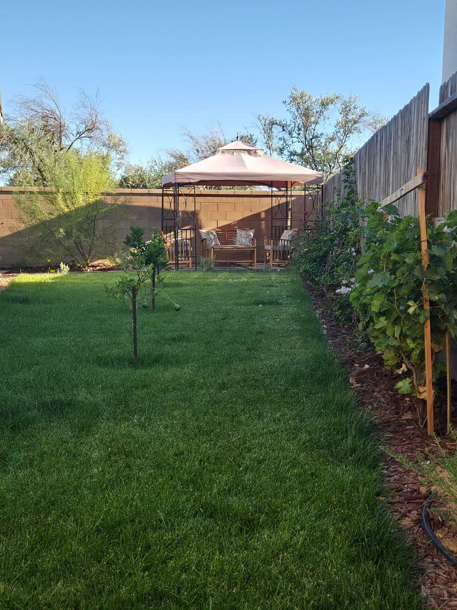 pergola and lush grass, roses, bougainvillea and grapes.