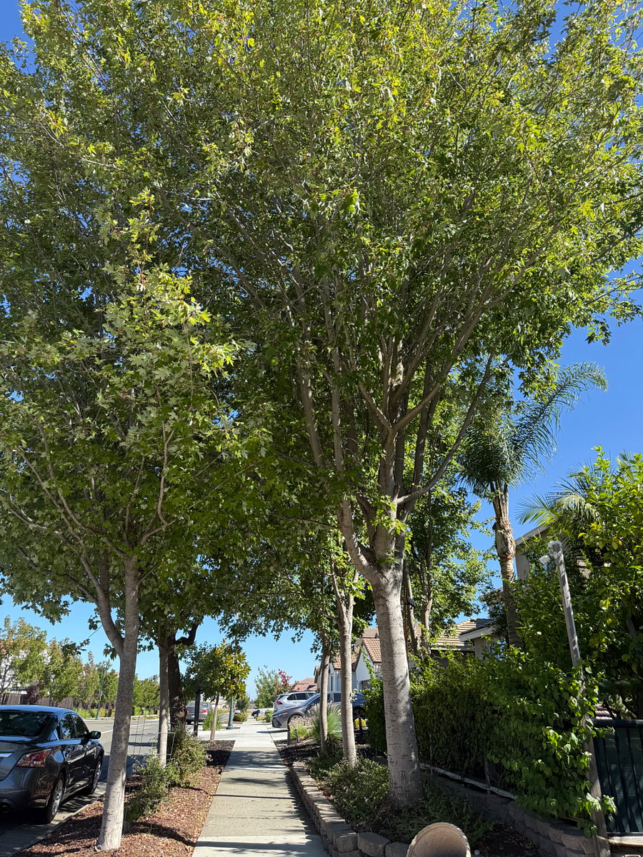 Mature maple trees, and lush green canopy, providing a peaceful, private and relaxing natural setting