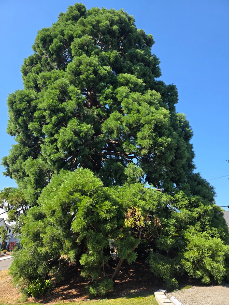 100 year old Sequoia