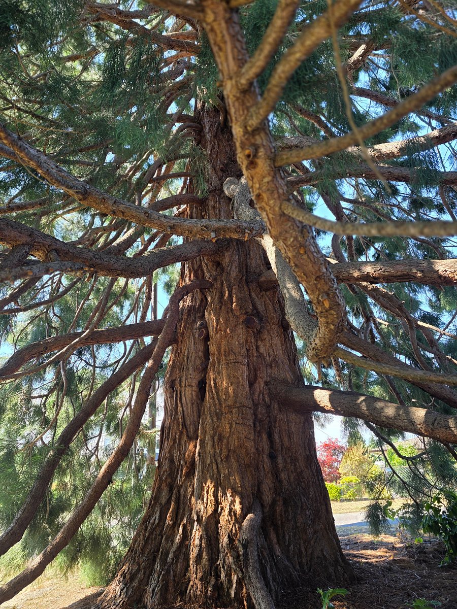 100 year old Sequoia located in front yard