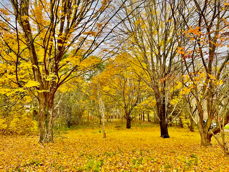 Front yard mature trees in fall