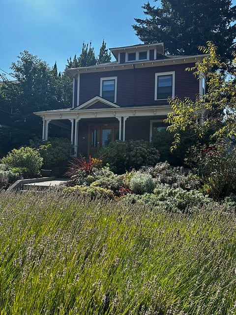 Lavendar gardens throughout the boulevard