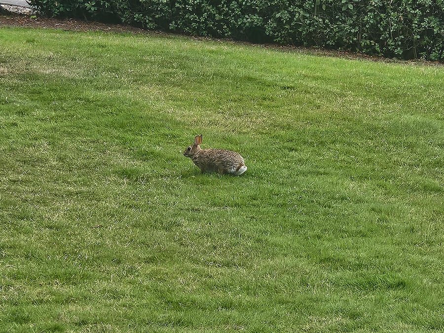 You might spot our friendly neighborhood bunnies hopping through the lawn, adding a little extra magic to the peaceful outdoor setting!