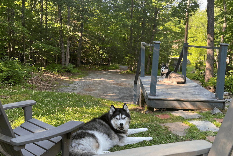 Plenty of safe outdoor space for pups!